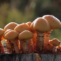 Pholiota sp. 